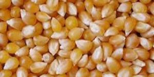Yellow Maize Seeds