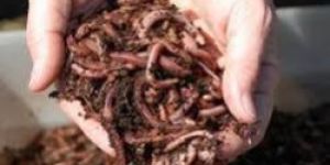 Vermicompost