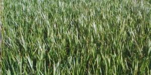 Acorus Calamus Plants