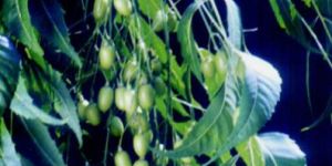 Azadirachta Indica