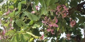 Bauhinia Purpurea