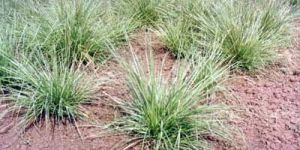 Cymbopogon Nardus