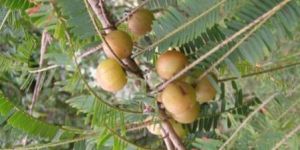 Phyllanthus Emblica Plant