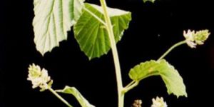 Psoralea Corylifolia Plant