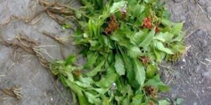 Rauvolfia Serpentina Plant