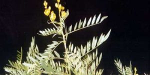 Senna Plant