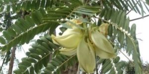 Sesbania Grandiflora Plant