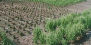 Spilanthes Acmella Plant