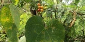 Tinospora Cordifolia Plant