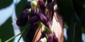 Velvet Bean - Mucuna Pruriens
