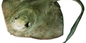 Marine Aquarium Fish-01