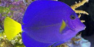 Marine Aquarium Fish -02