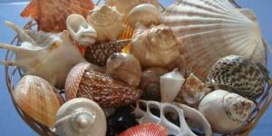 Mix Seashells 01