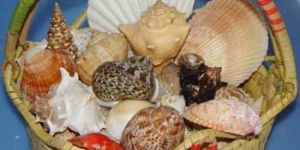 Mix Seashells 04