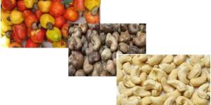 Cashew Nuts