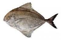 Black Pomfret