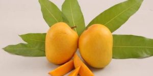 Alphonso Mango