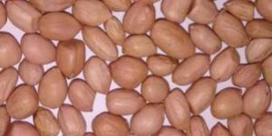 Groundnut