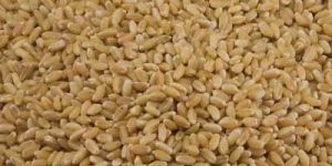 Wheat
