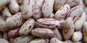 Speckled Kidney Bean