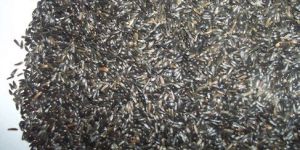 Niger Seed