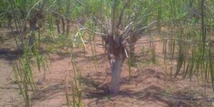Moringa Oleifera Seeds
