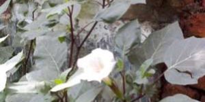 Dhutara Black Herbal Medicinal Plants