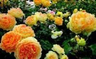 Flowers Plant