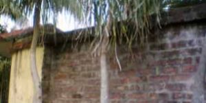 Nalina - Beach Palm Trees