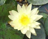 Aquatic Plants