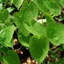 Epimedium Extract