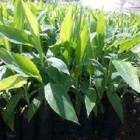 Banana Tissue Culture Raised Plants