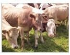 Talc Powder For Animal Feed Industry