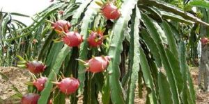 Dragon Fruit Plants