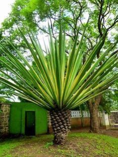 Palm Plants