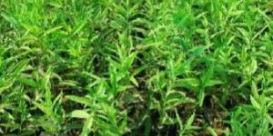 White Sandalwood Plants