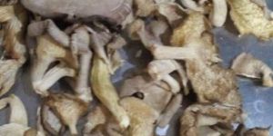 Dried Oyster Sajorcaju Mushroom