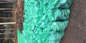 Semi Husked Fresh Coconut