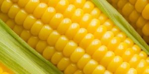 Maize