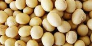 Soyabean