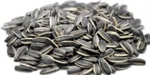 Sunflower Seed