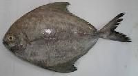 Black Pomfret Fish