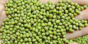 Green Mung Beans