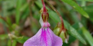 Hybanthus Enneaspermus