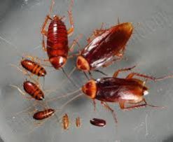 Cockroaches Pest Control Services