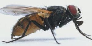 Fly Control Services