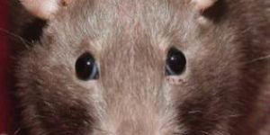 Rodent Control Services