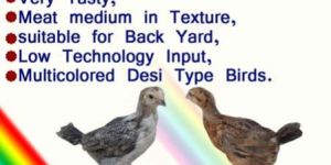 INDBRO RAINBOW ROOSTER