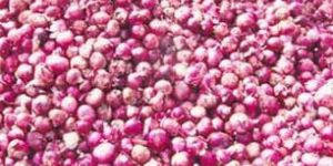 Small Red Onion