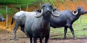 Jafarabadi Buffalo